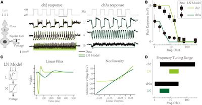 A theoretical model reveals specialized synaptic depressions and temporal frequency tuning in retinal parallel channels